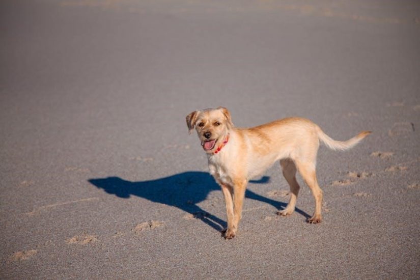 dexamethasone for dogs dosage chart pdf